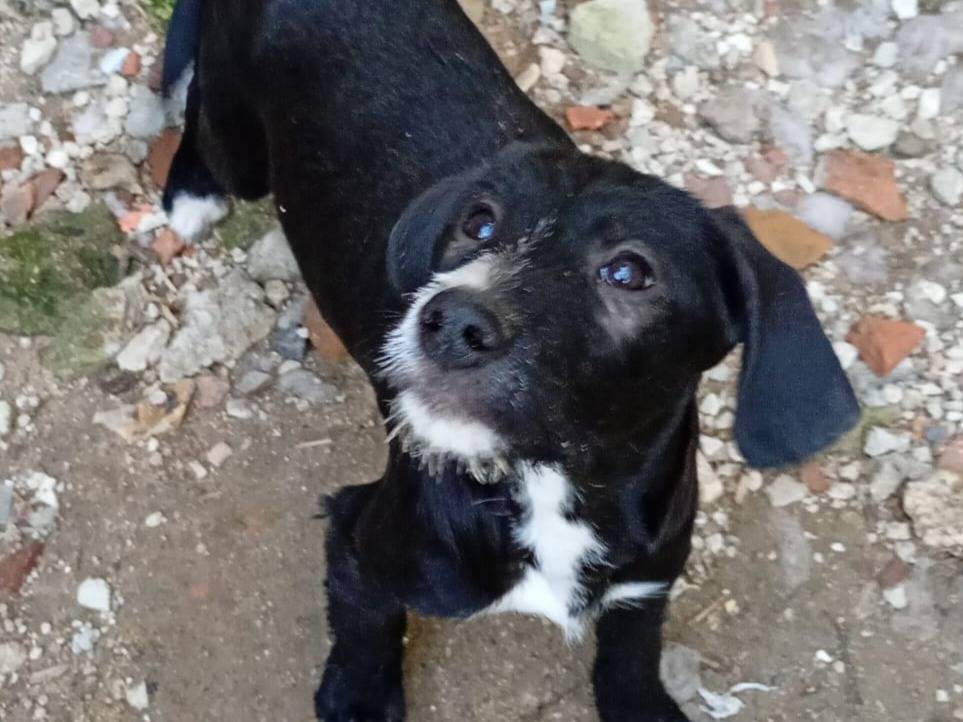 Adotta un cane, taglia media, femmina, Varese