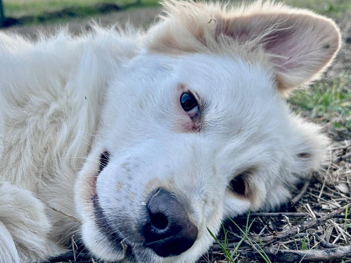 Vuoi adottare un cane a Chieti?