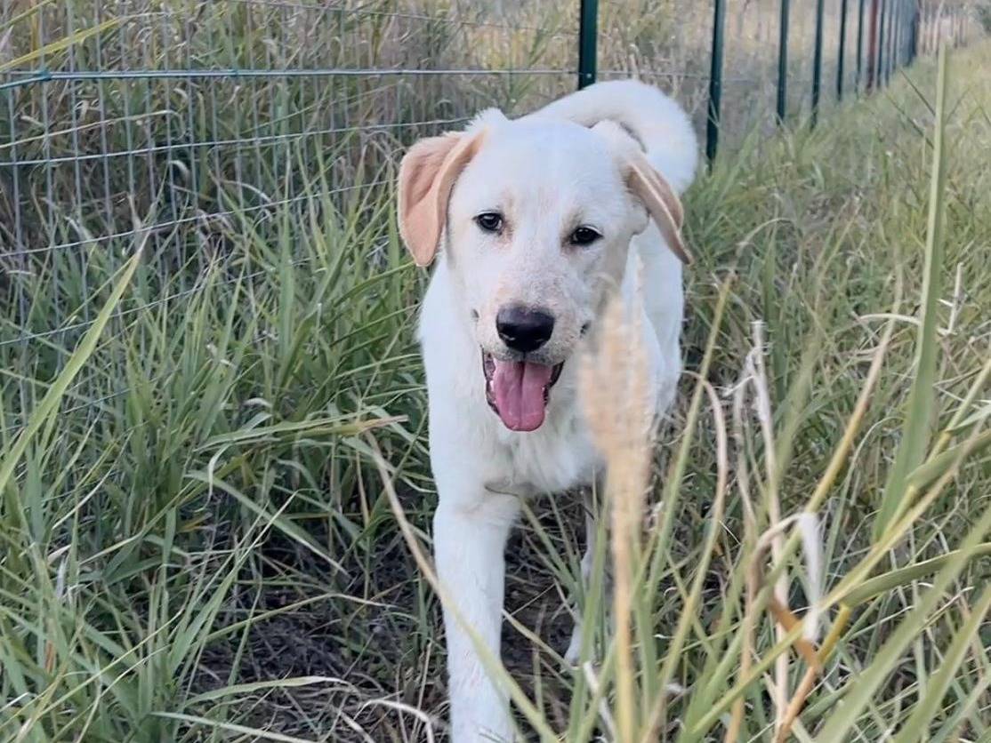 Adotta un cane, maschio, 7 mesi, Chieti