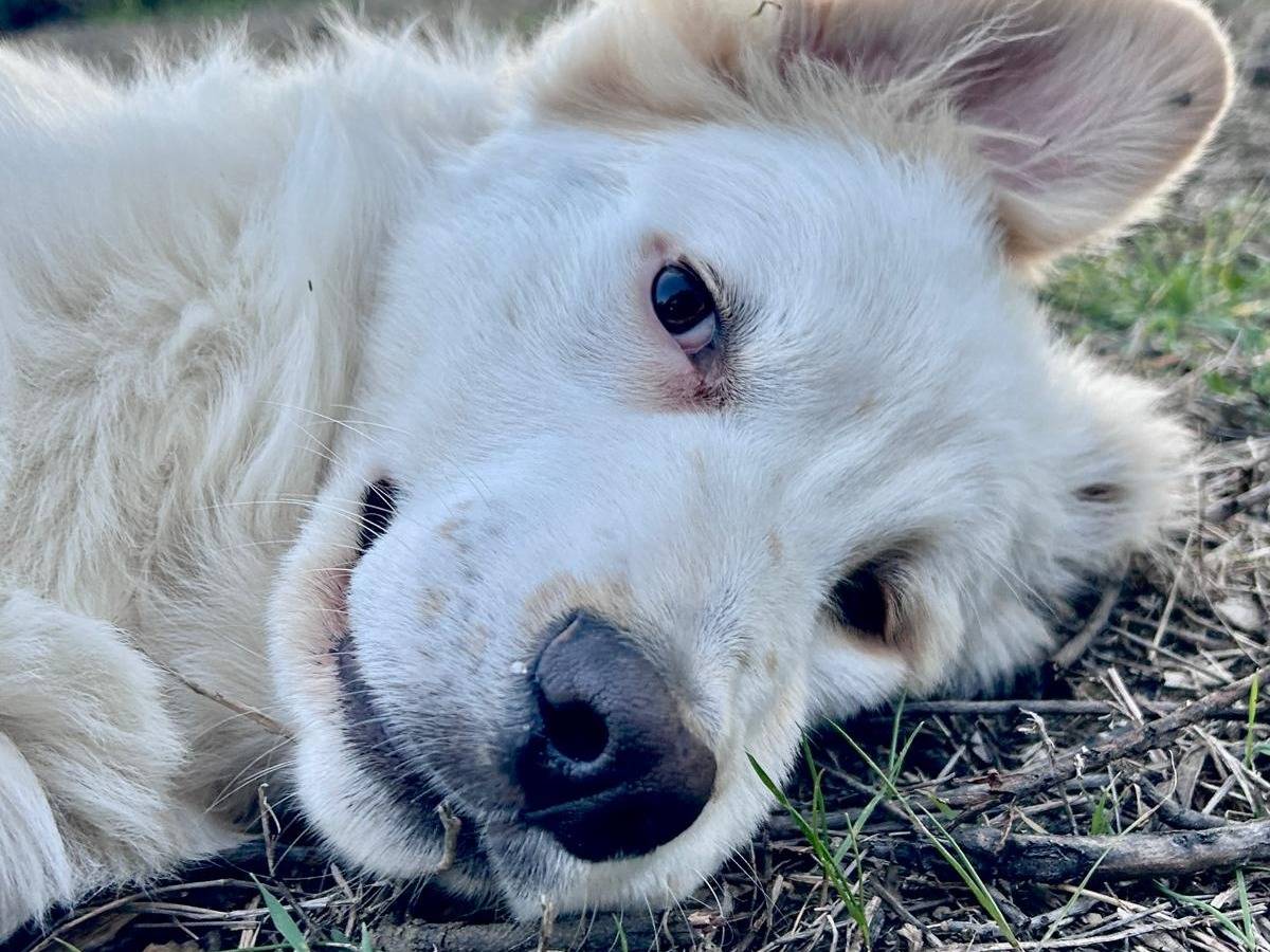 Adozione cane, maschio, Golden Retriever Pastore maremmano, 8 mesi, taglia media, Chieti