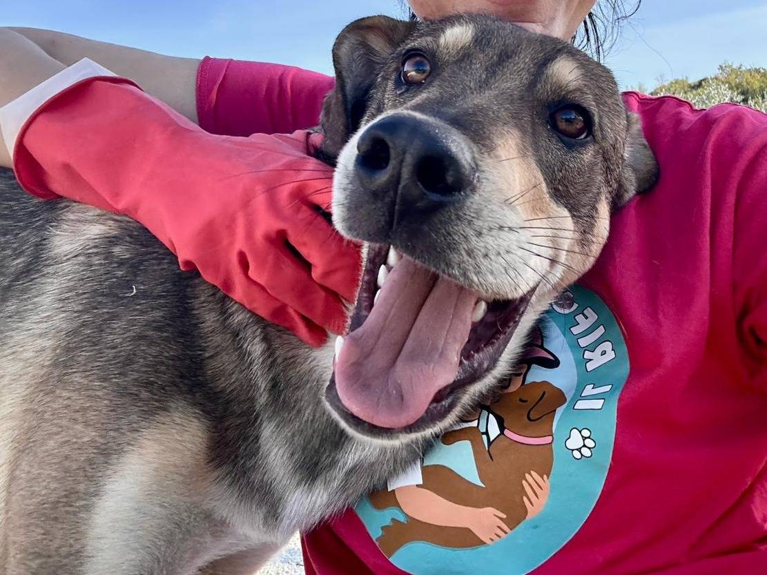 Adotta un cane, taglia media, maschio, Chieti