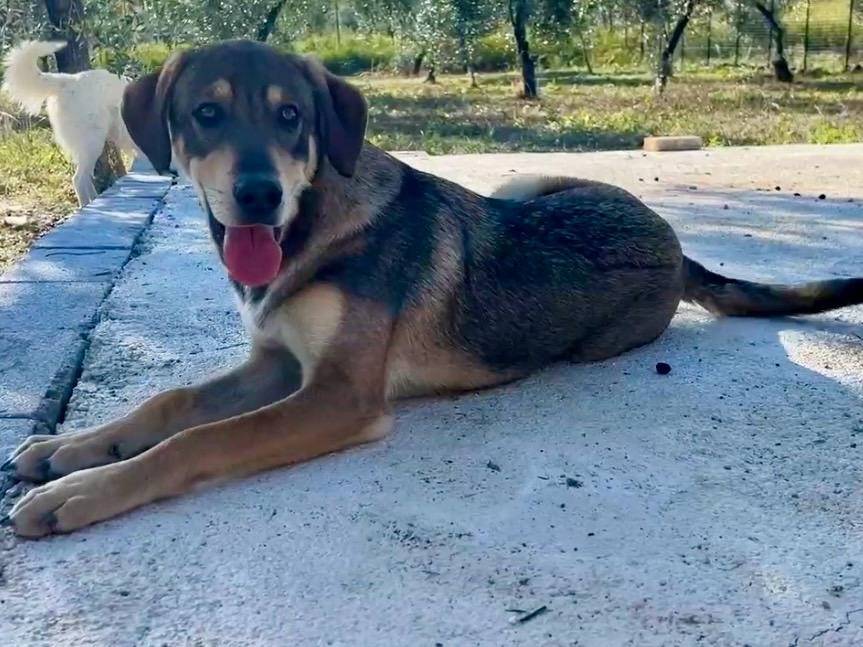 Adotta un cane, maschio, 10 mesi, Chieti
