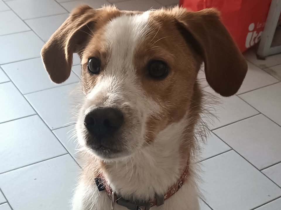 Adozione cane, maschio, Razza sconosciuta Razza sconosciuta, 8 mesi, taglia media contenuta, Brescia