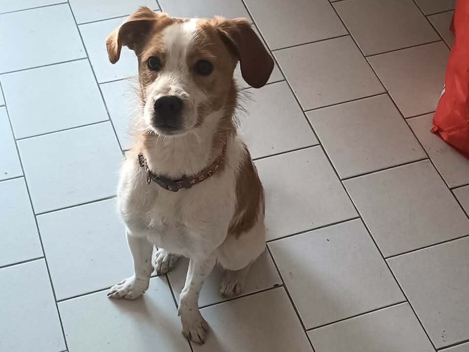 Adotta un cane, maschio, 8 mesi, Brescia