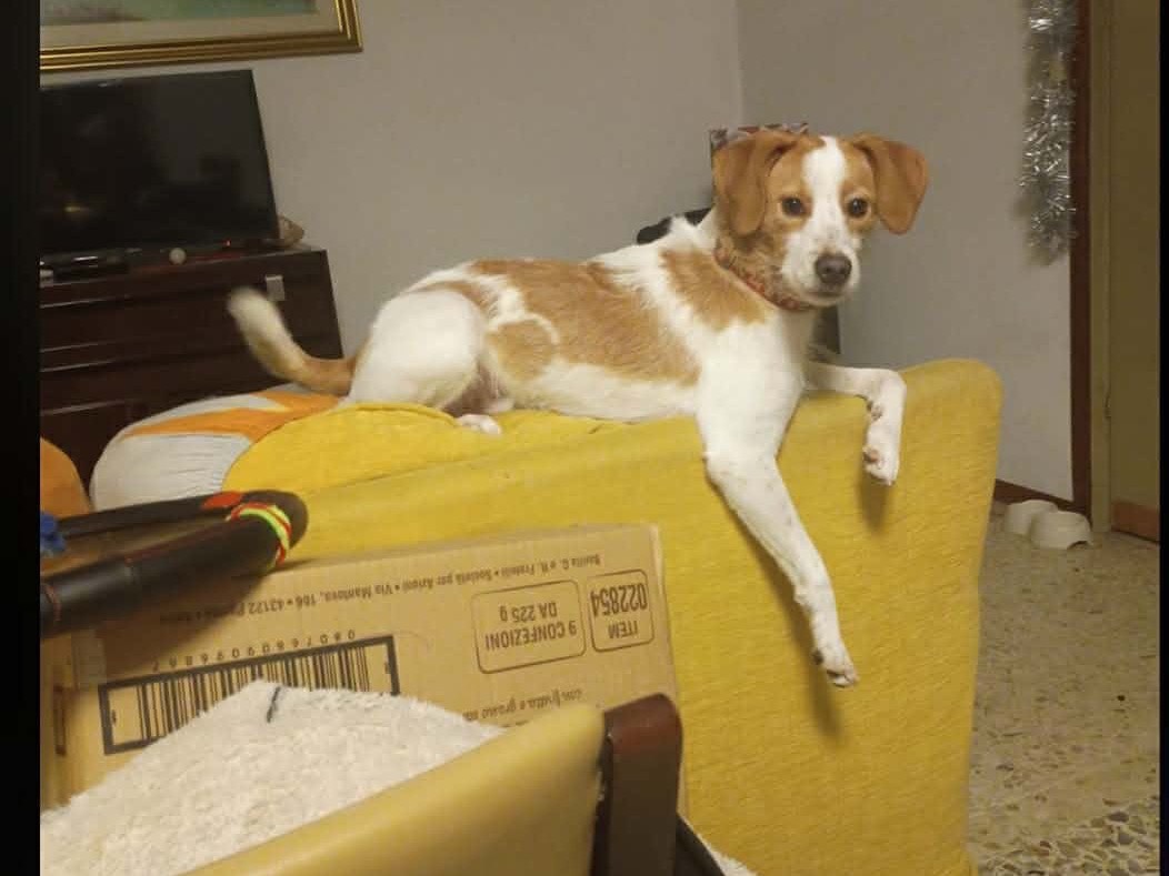 Adotta un cane, taglia media contenuta, maschio, Brescia