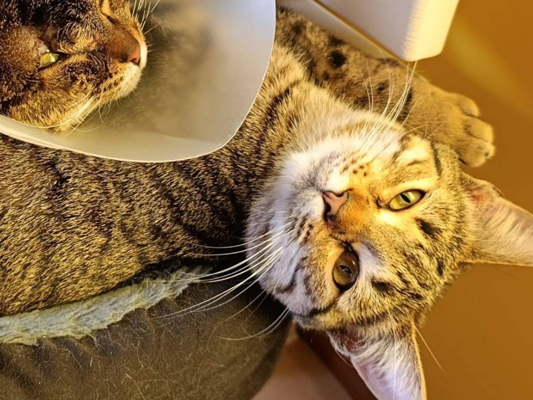 Adotta un gatto, femmina, 8 mesi, Milano