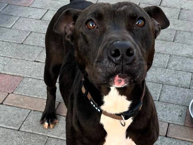 Adotta un cane, maschio, 1 anno e 5 mesi, Milano