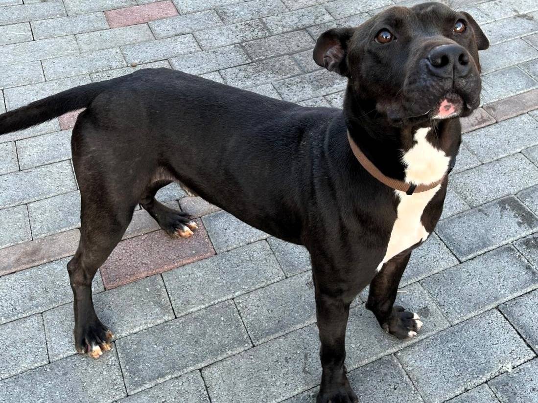 Adotta un cane, taglia media, maschio, Milano