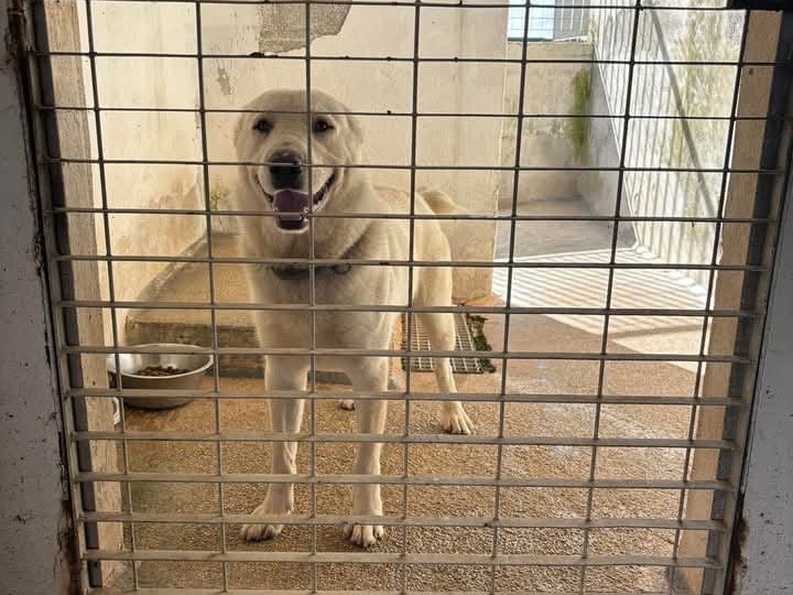 Adotta un cane, maschio, 2 anni, Brindisi