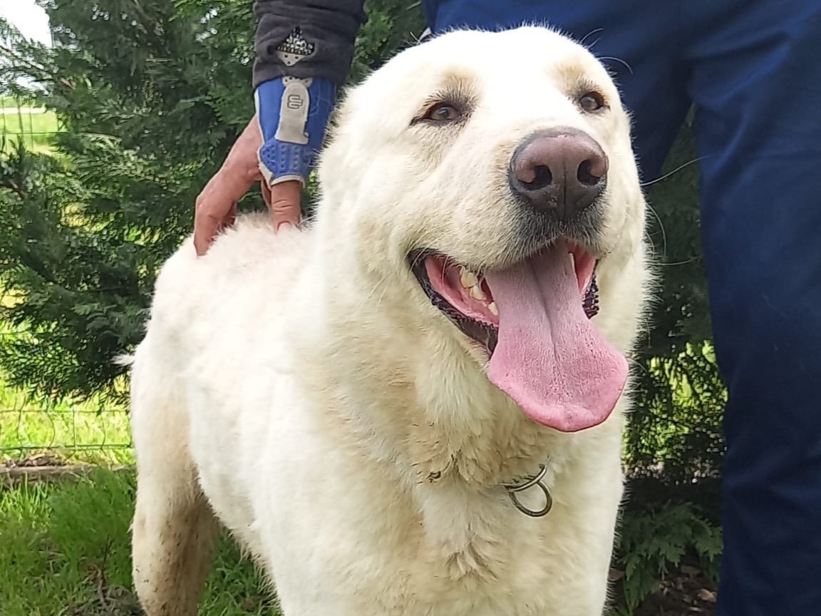 Adotta un cane, taglia gigante, maschio, Brindisi