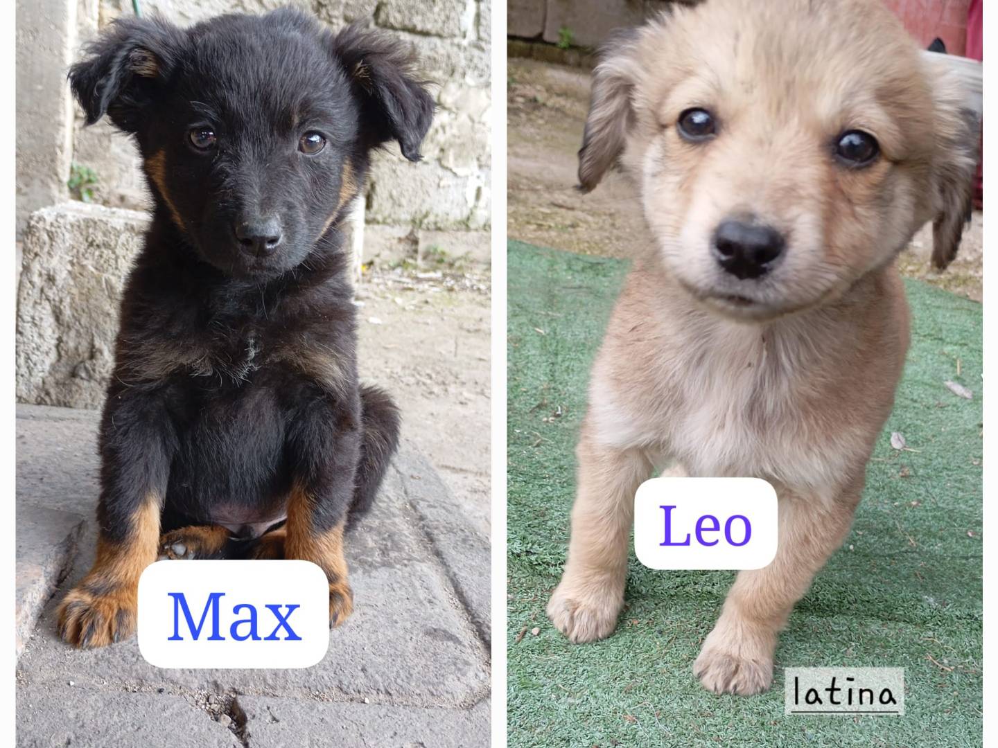 Adozione cane, maschio, Razza sconosciuta Razza sconosciuta, 3 mesi, taglia media contenuta, Latina