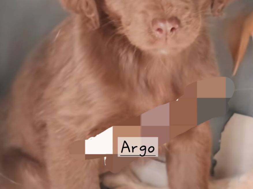 Adotta un cane, maschio, 3 mesi, Latina