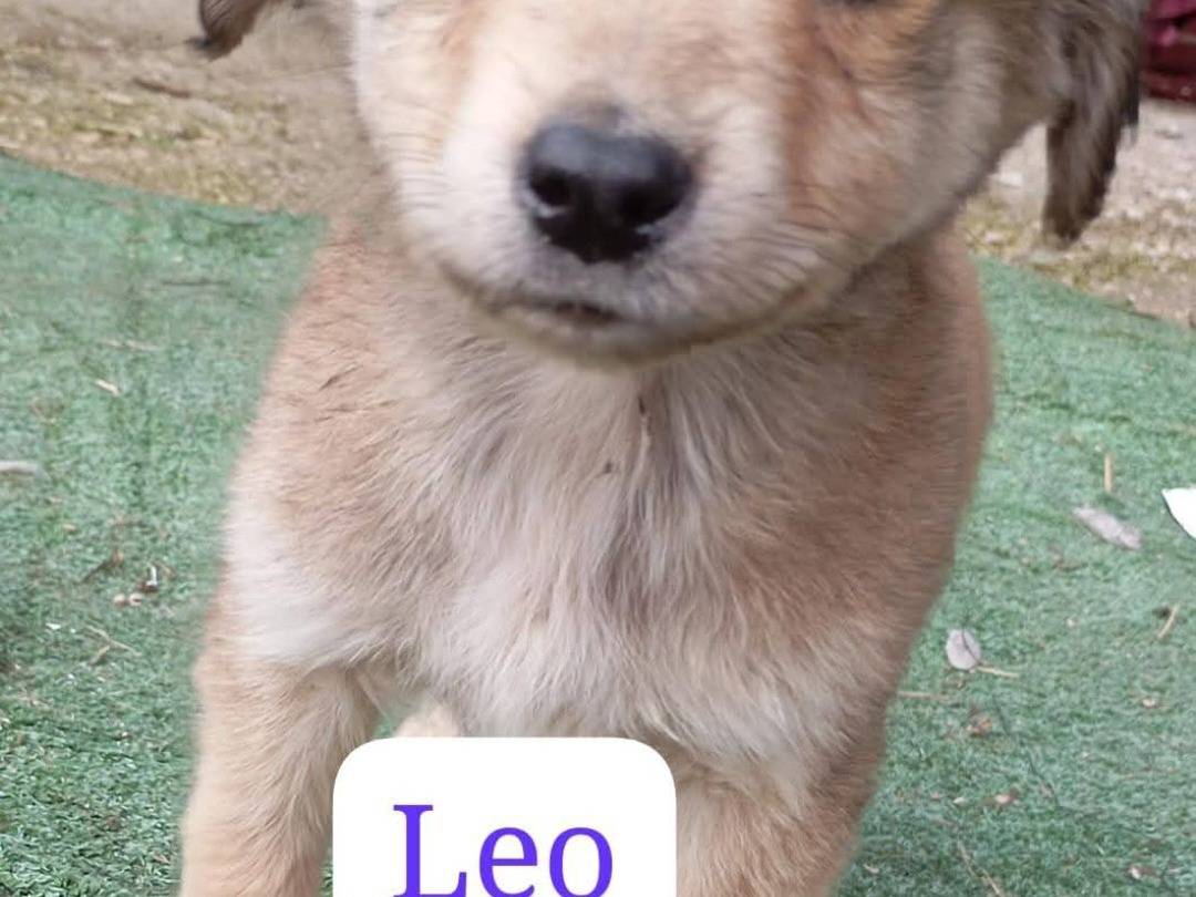 Adozione cane, maschio, Razza sconosciuta Razza sconosciuta, 3 mesi, taglia media contenuta, Latina