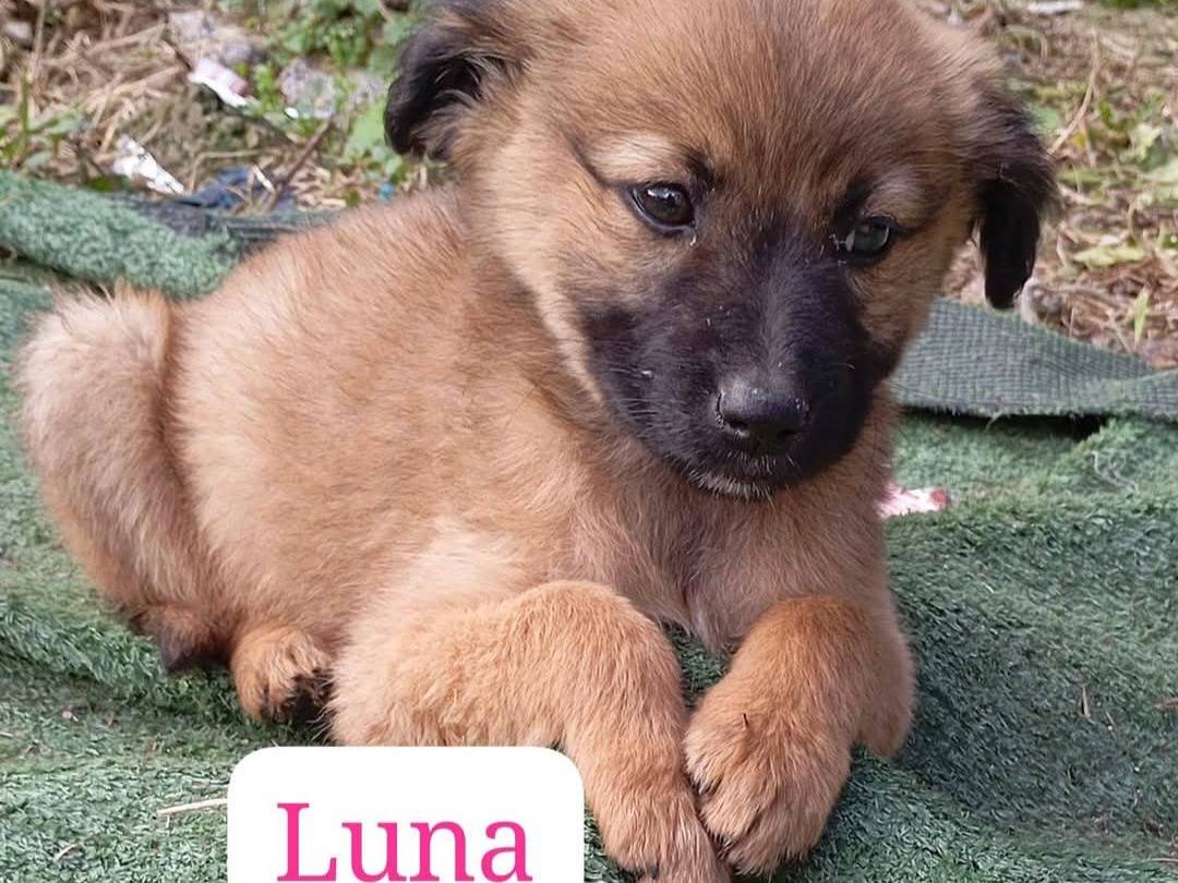 Adotta un cane, taglia media contenuta, maschio, Latina