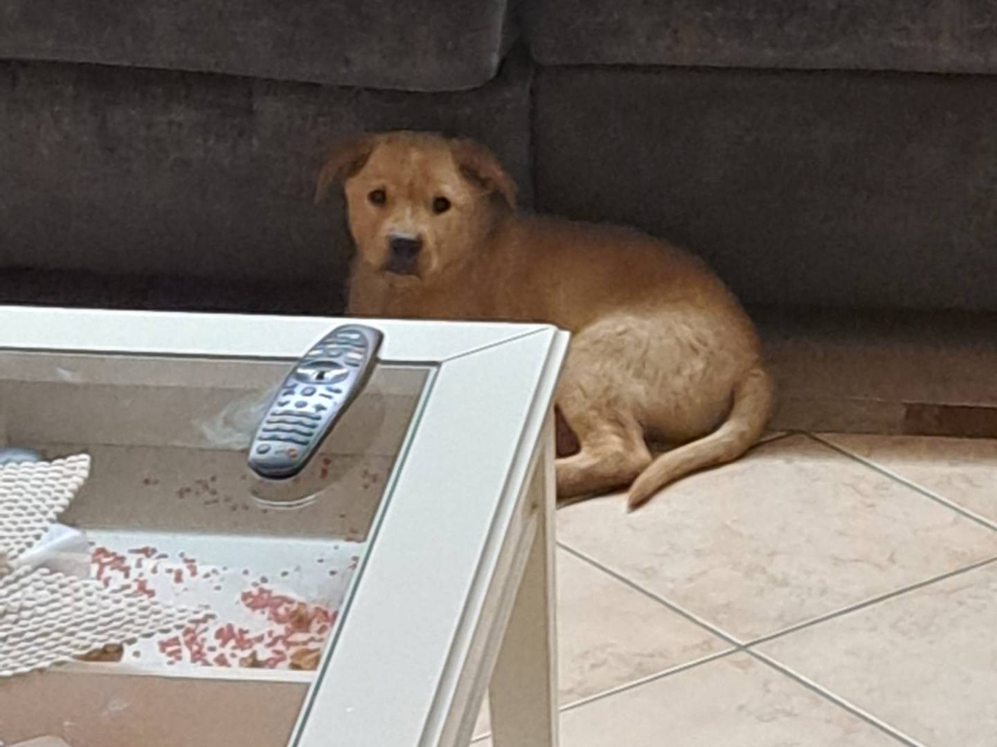 Adozione cane, maschio, Razza sconosciuta Razza sconosciuta, 7 mesi, taglia media, Latina