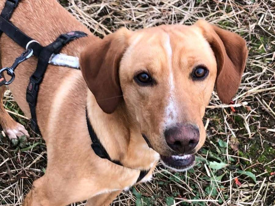 Adozione cane, maschio, Razza sconosciuta Razza sconosciuta, 10 mesi, taglia media contenuta, Milano