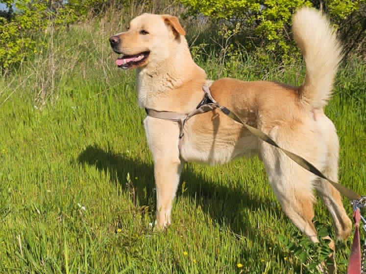 Adozione cane, maschio, Razza sconosciuta Razza sconosciuta, 3 anni e 1 mese, taglia grande, Pescara