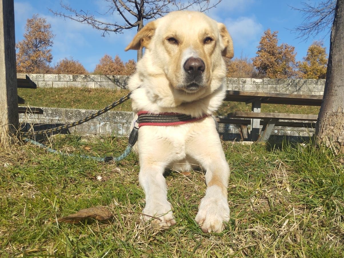 Adotta un cane, maschio, 3 anni e 1 mese, Pescara