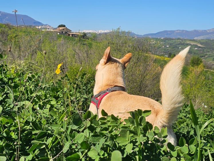 Adotta un cane, taglia grande, maschio, Pescara