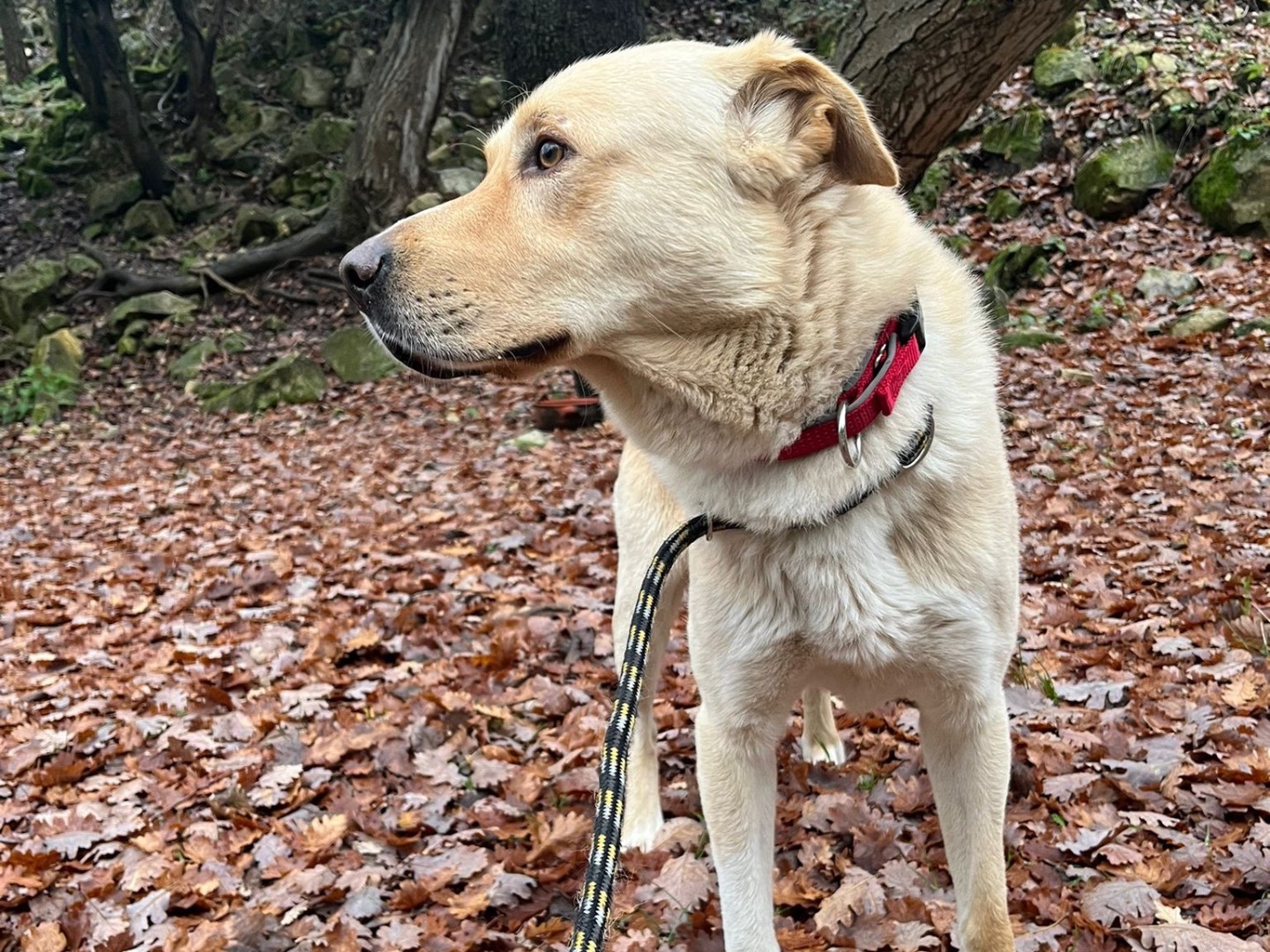 Adotta un cane, taglia grande, maschio, Pescara