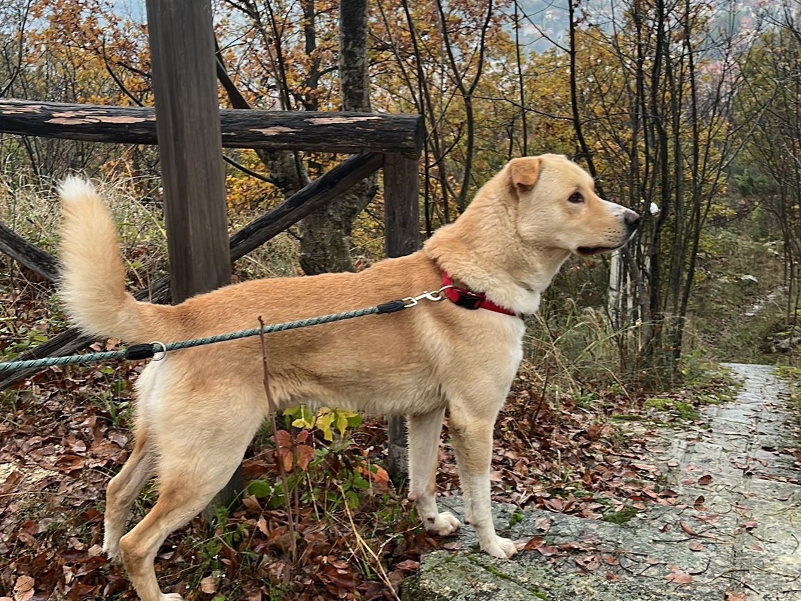 Vuoi adottare un cane a Pescara?