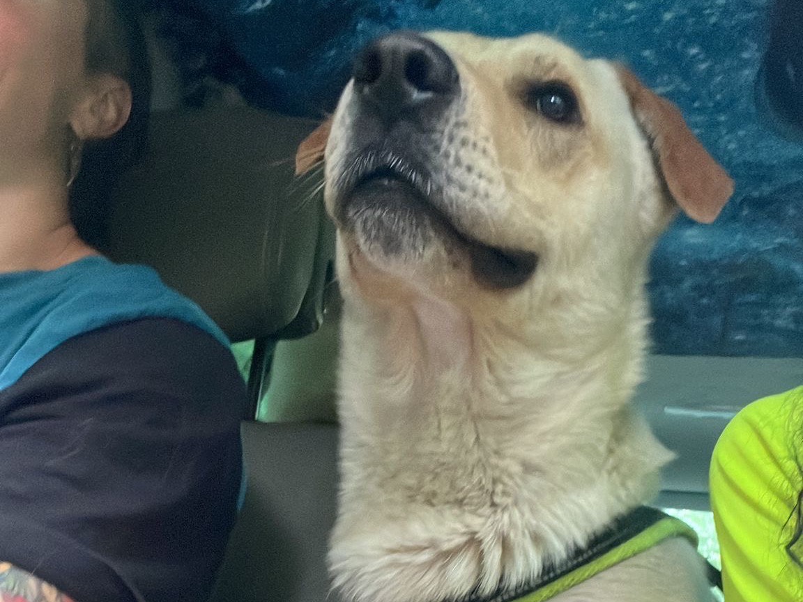 Adotta il cane Giulio  a Pescara