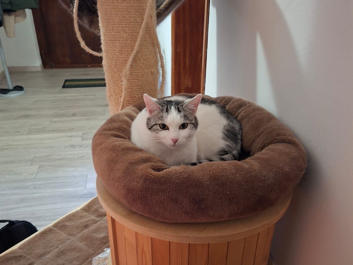 Adotta il gatto Jeanette a Perugia