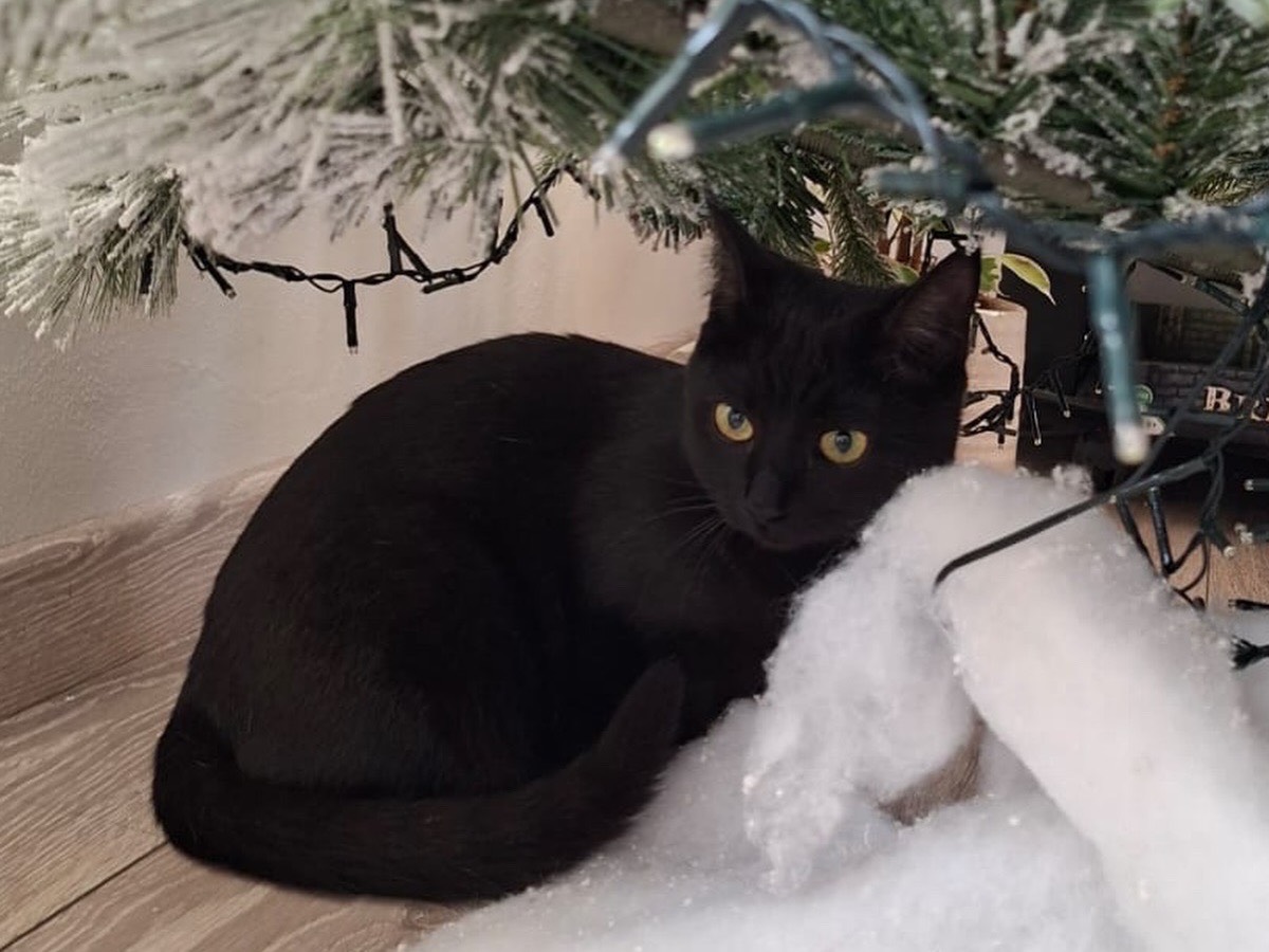 Adozione gatto, femmina, Razza sconosciuta Razza sconosciuta, 8 mesi, taglia non valida, Perugia