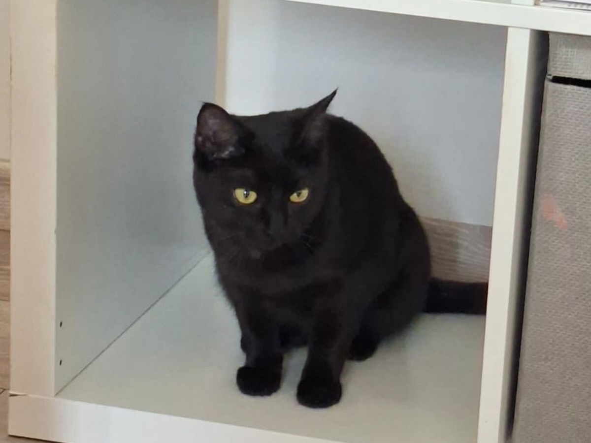 Adotta un gatto, femmina, 8 mesi, Perugia