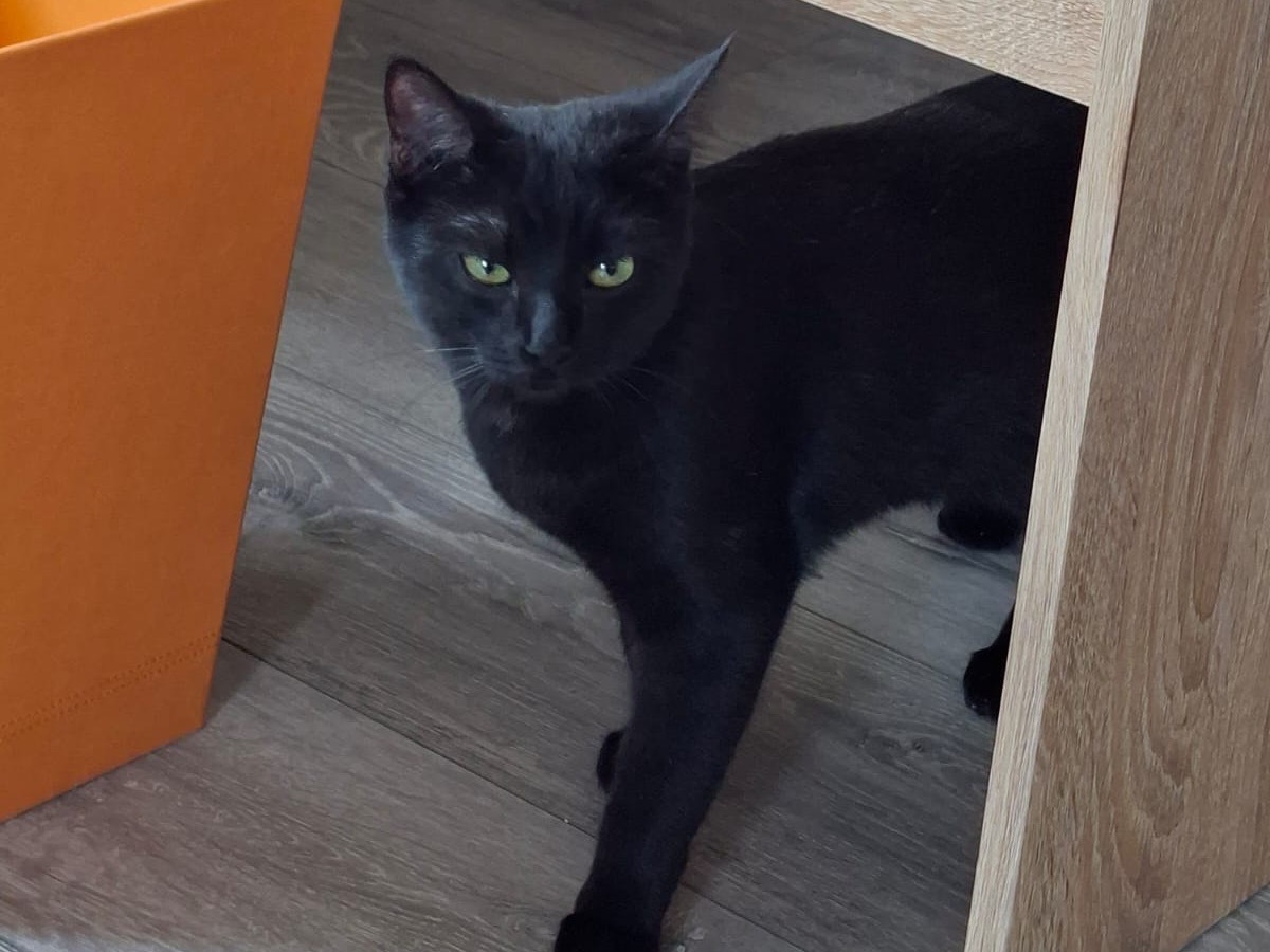 Adotta un gatto, taglia non valida, femmina, Perugia