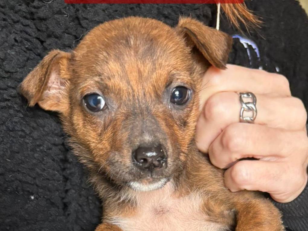 Adozione cane, maschio, Razza sconosciuta Razza sconosciuta, 3 mesi, taglia media, Crotone