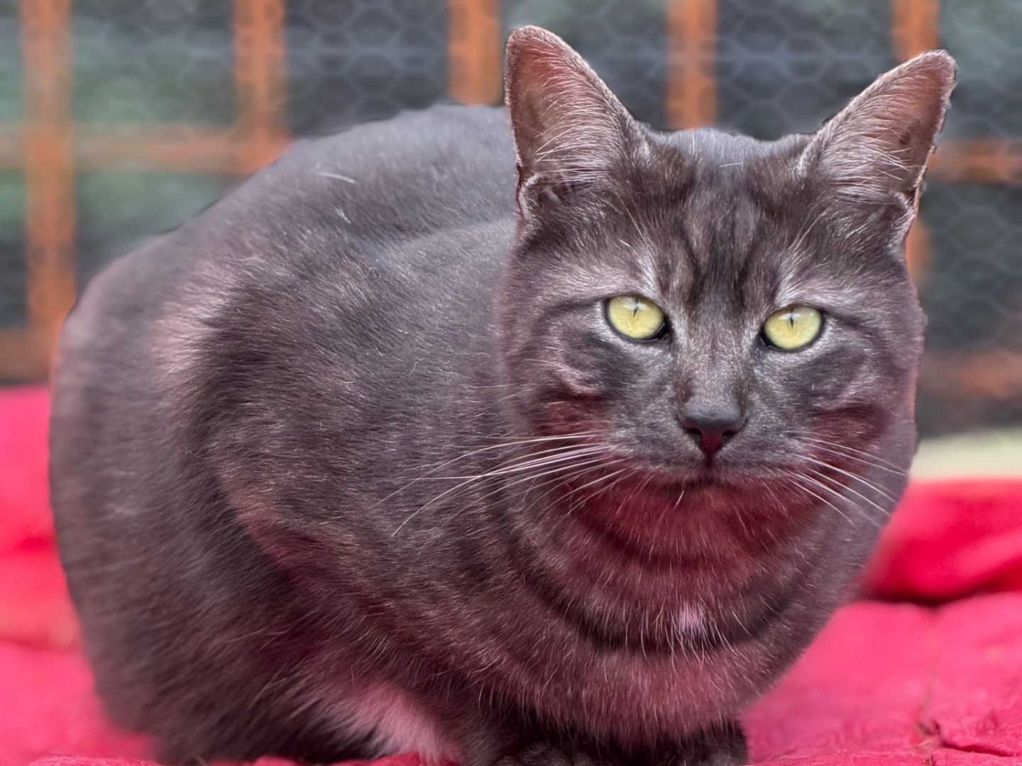 Vuoi adottare un gatto a Perugia?