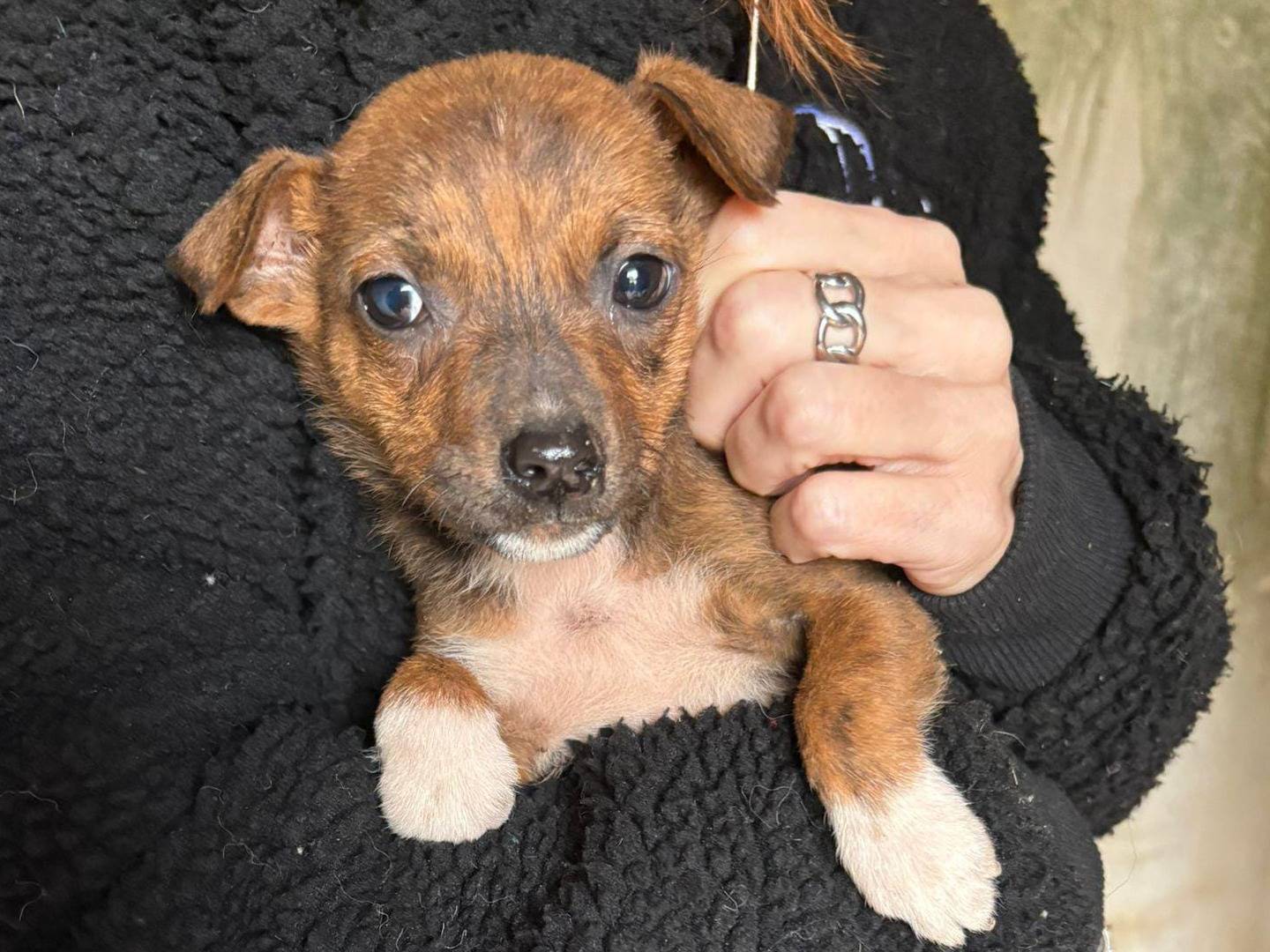 Adotta un cane, maschio, 3 mesi, Crotone