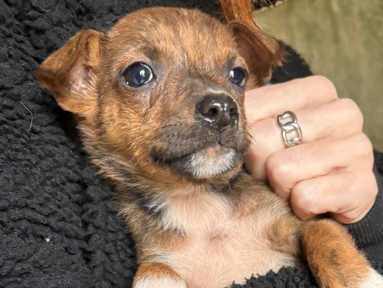 Adotta un cane, taglia media, maschio, Crotone