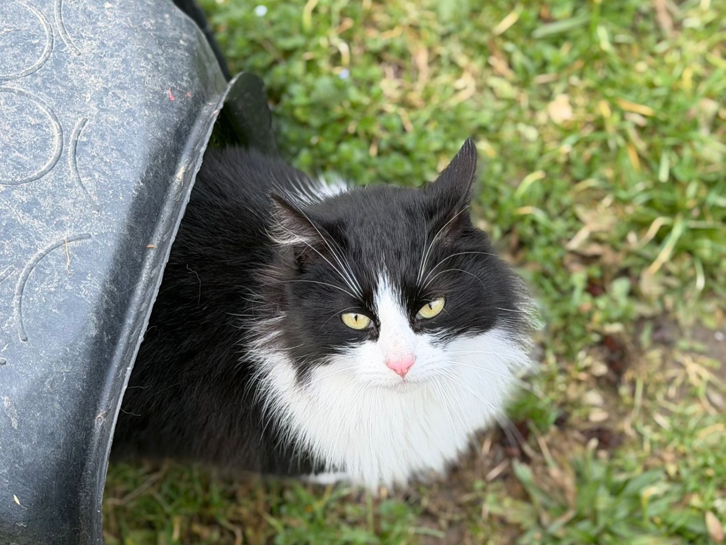 Adozione gatto, femmina, Razza sconosciuta Razza sconosciuta, 1 anno e 2 mesi, taglia non valida, Perugia
