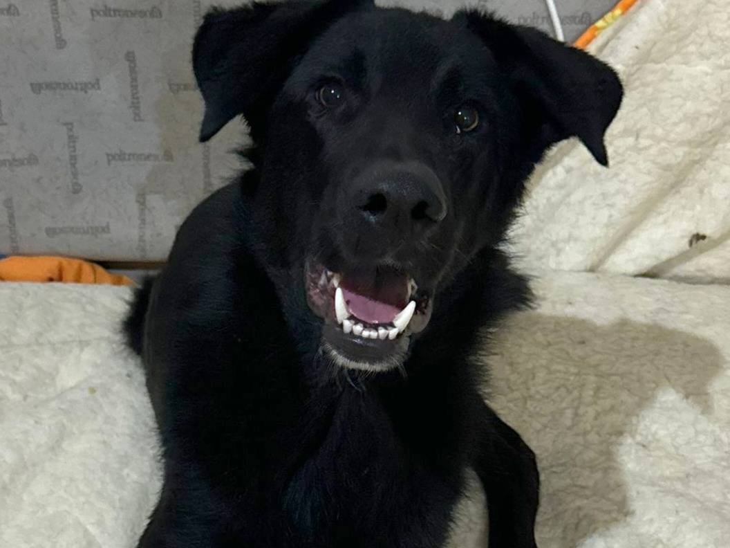 Adozione cane, maschio, Border Collie Razza sconosciuta, 1 anno e 1 mese, taglia media, Milano