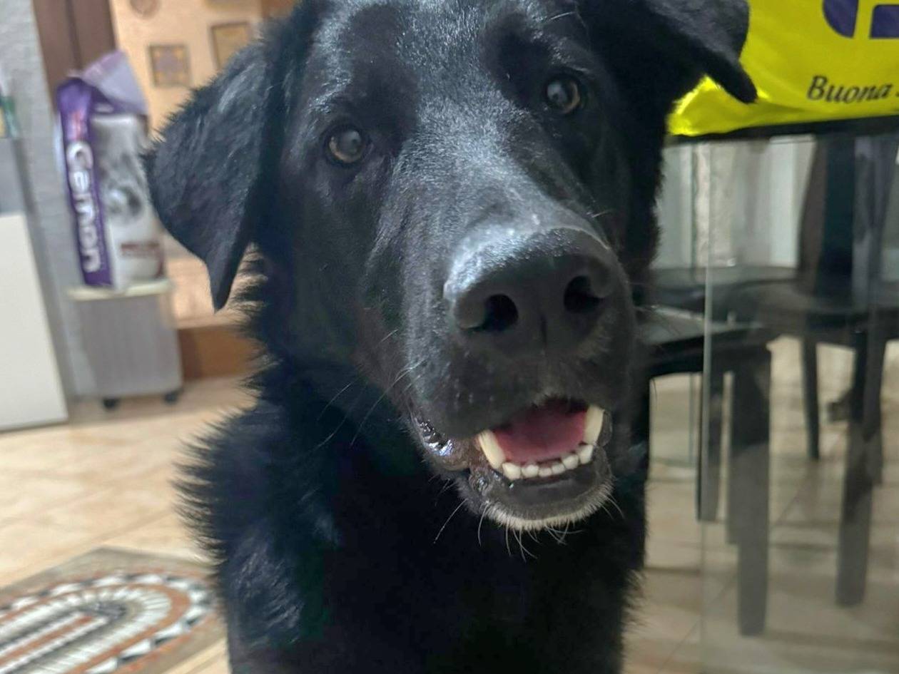 Adotta un cane, maschio, 1 anno e 1 mese, Milano