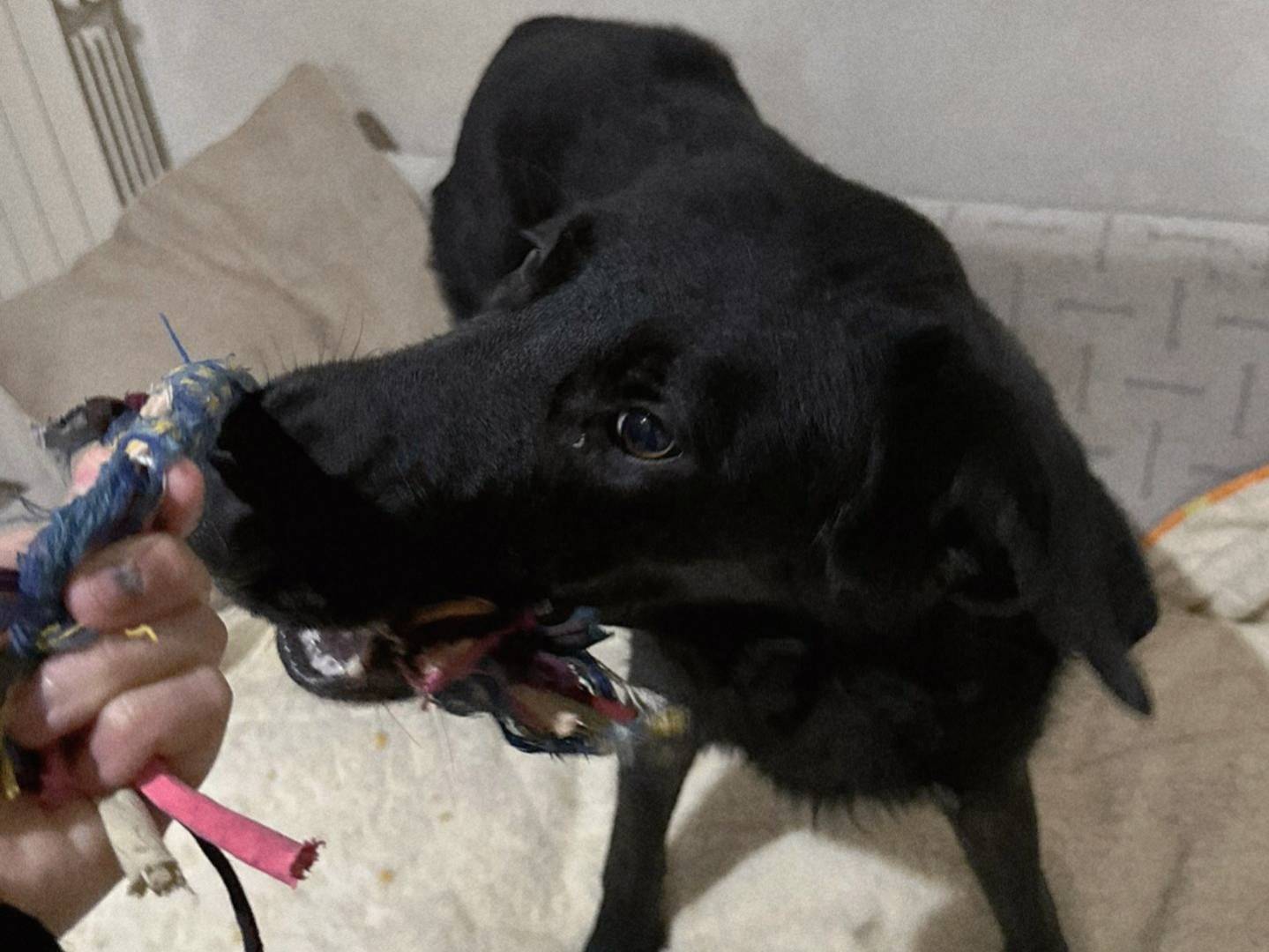 Adotta un cane, taglia media, maschio, Milano