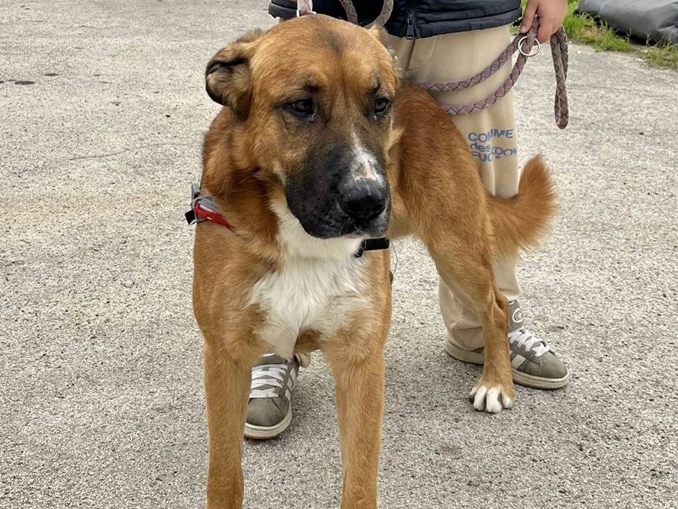 Adotta il cane Marcello a Bari