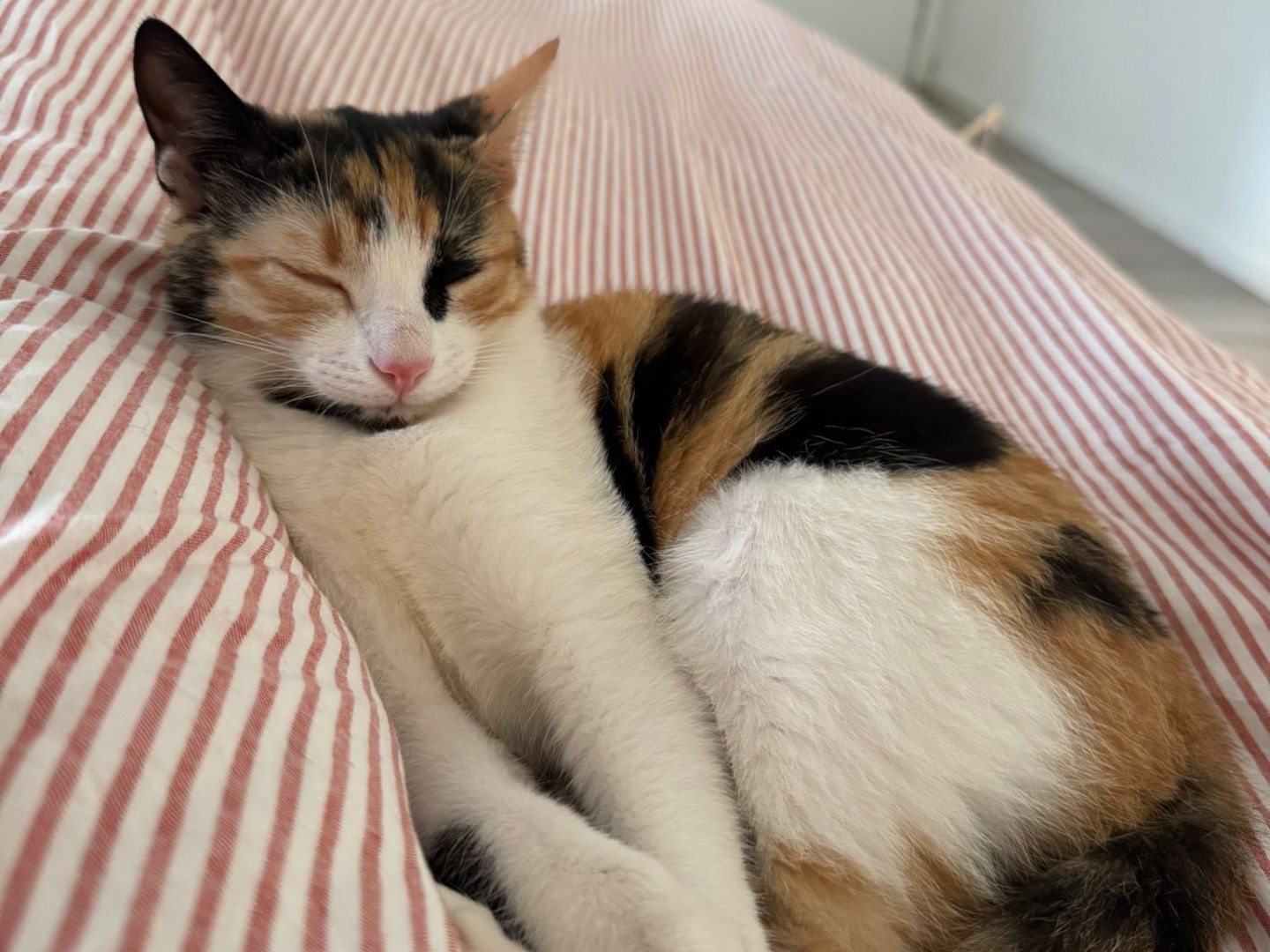 Vuoi adottare un gatto a Treviso?