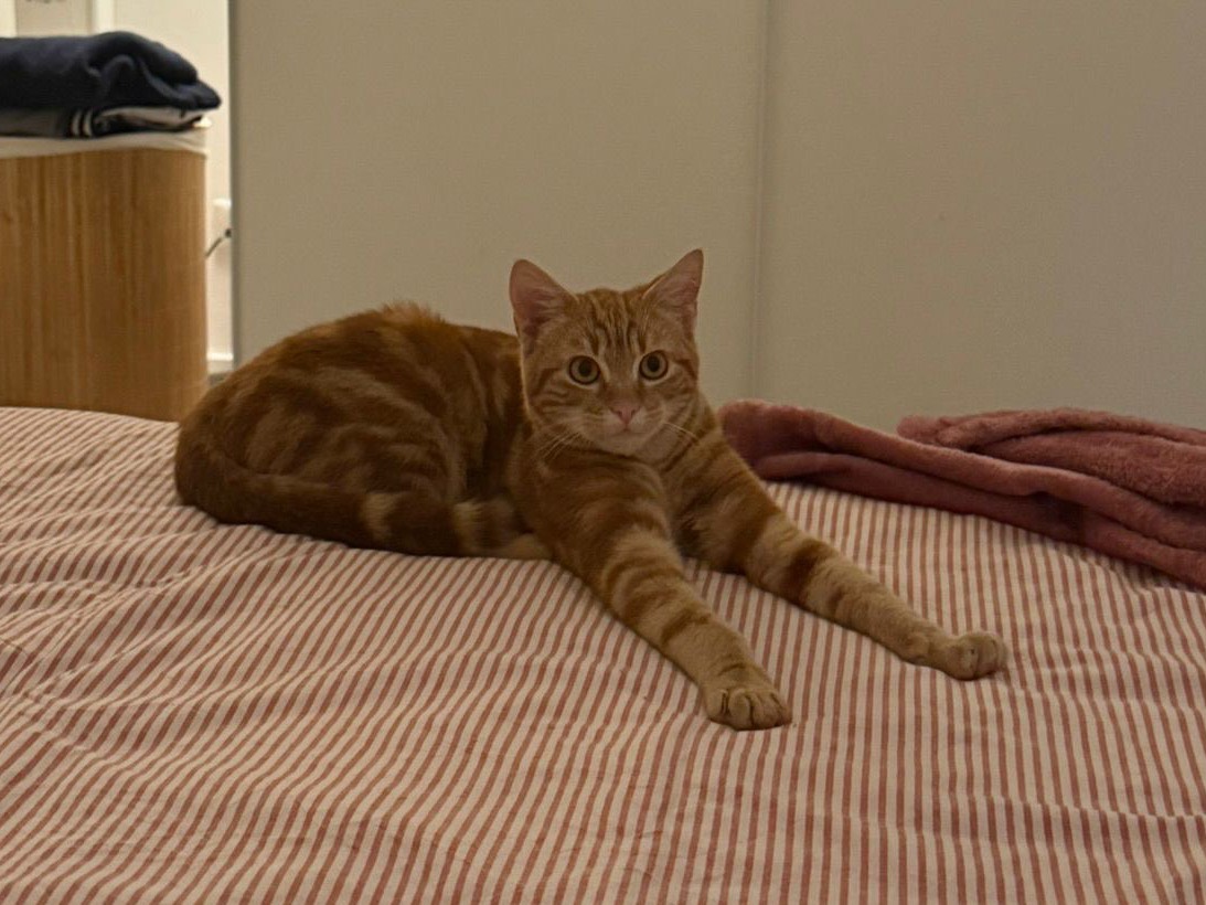 Adotta il gatto Oriana e Omar a Treviso