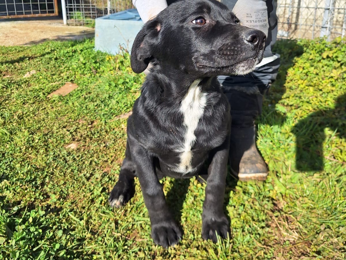 Vuoi adottare un cane a Frosinone?