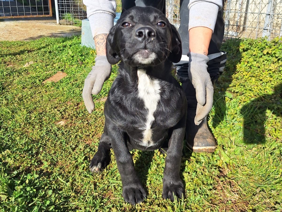 Adozione cane, femmina, Labrador Retriever Razza sconosciuta, 4 mesi, taglia media, Frosinone