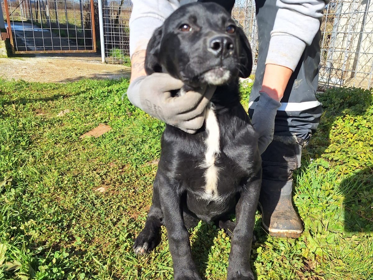 Adotta un cane, taglia media, femmina, Frosinone