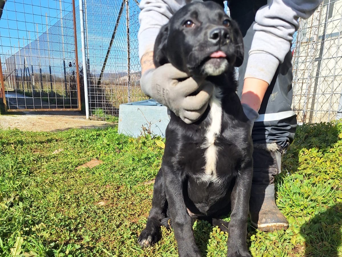Adotta un cane, femmina, 4 mesi, Frosinone
