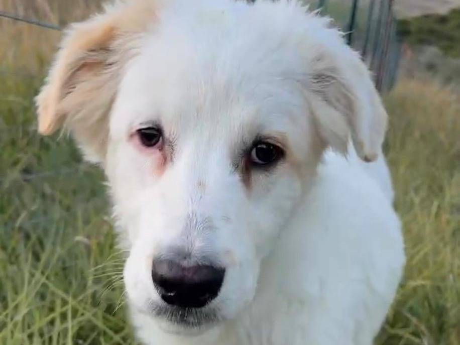 Adotta un cane, taglia media, maschio, Chieti