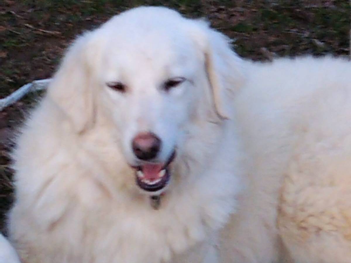 Adotta un cane, taglia grande, femmina, Monza