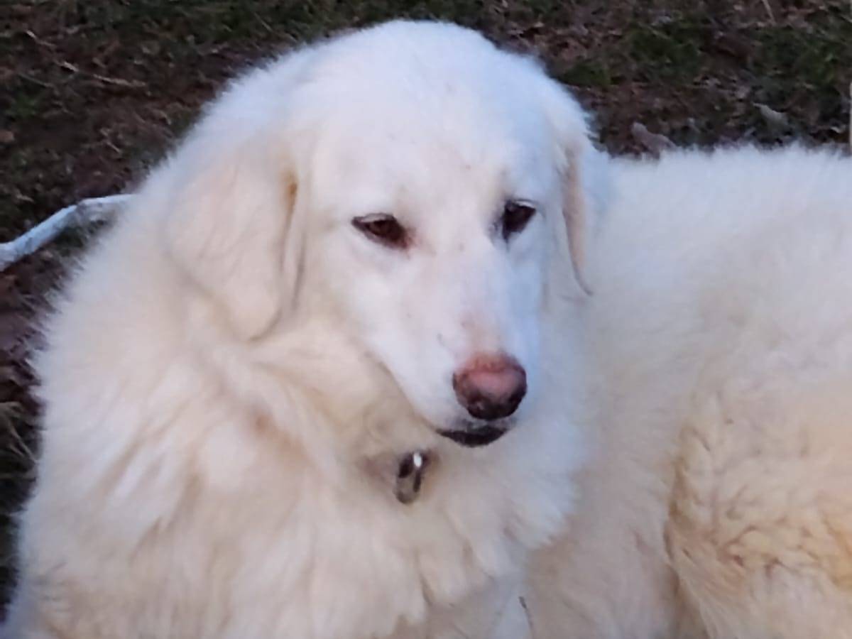 Adotta un cane, femmina, 9 mesi, Monza