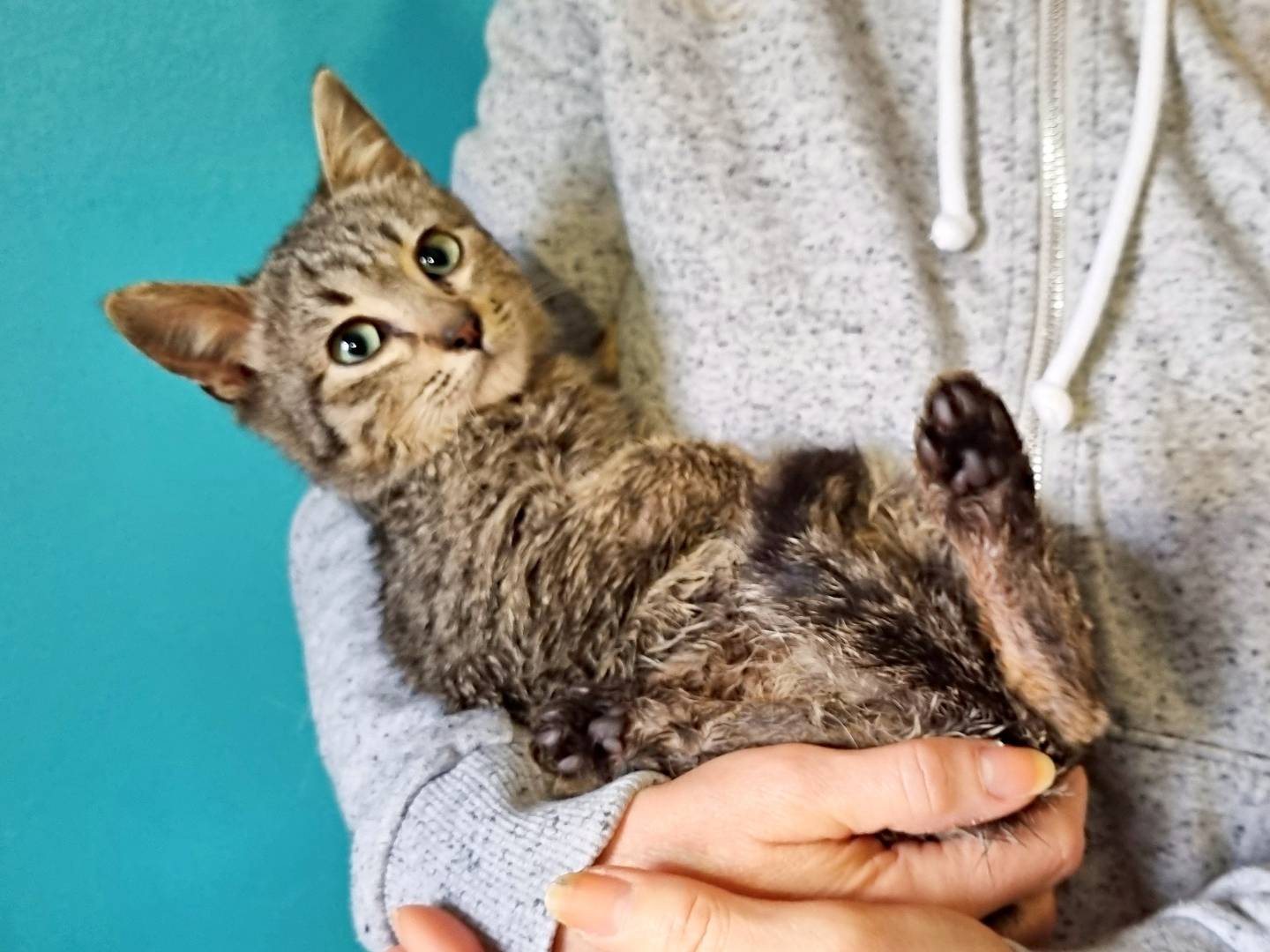 Vuoi adottare un gatto a Cremona?