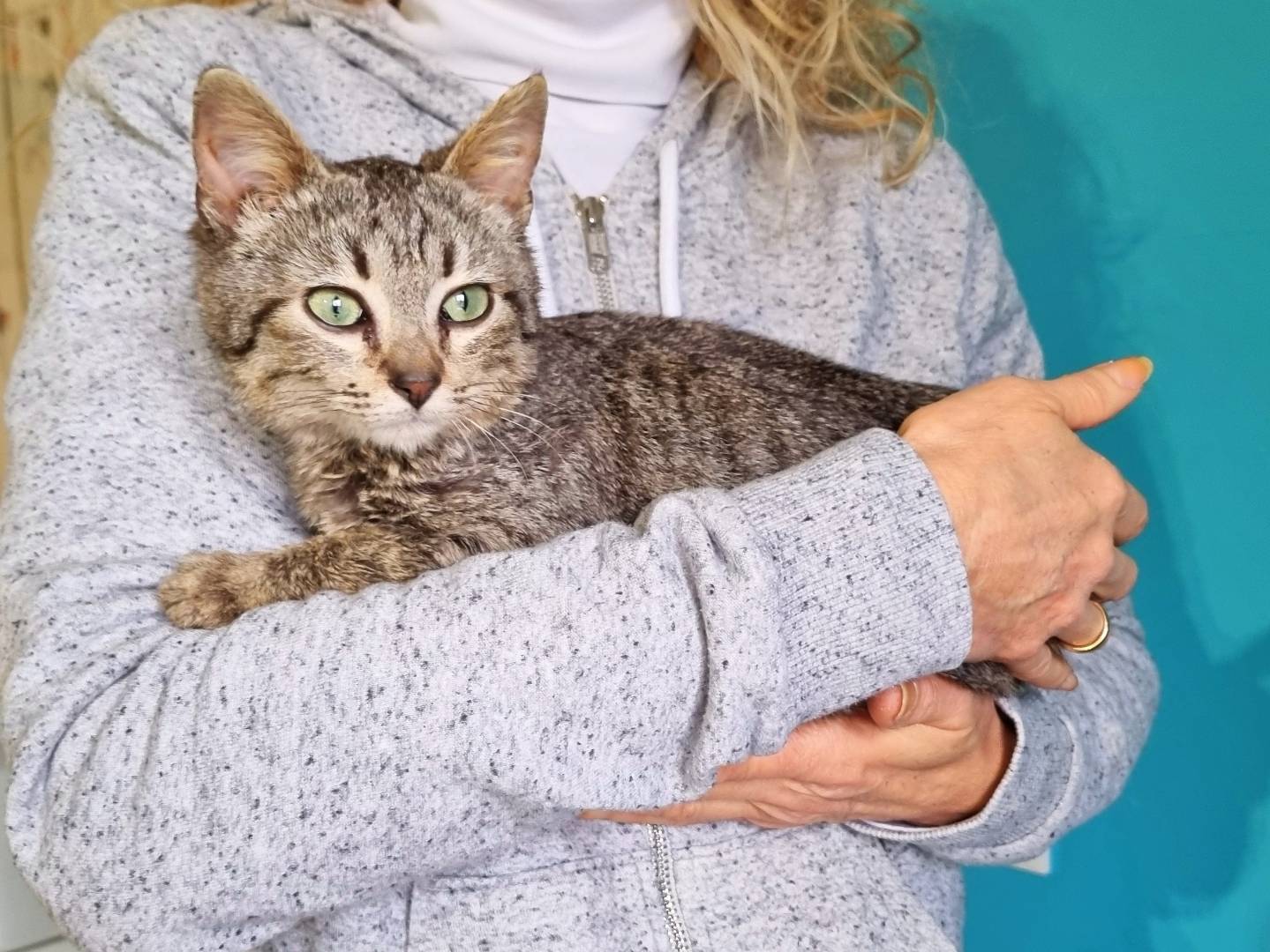 Adotta il gatto KLEI a Cremona